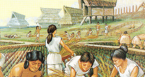pirinç tarihi