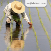 كيف والخطوات لزرع الأرز