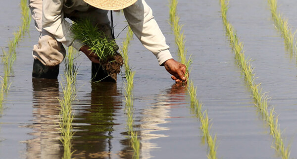 نحوه و مراحل کاشت برنج