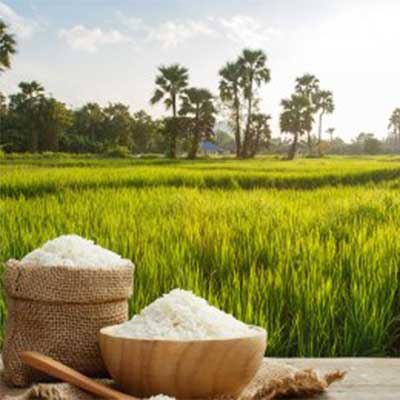 نحوه-کاشت-برنج
