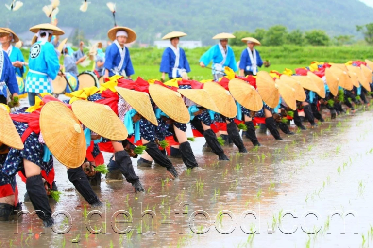 جشنواره‌های برنج