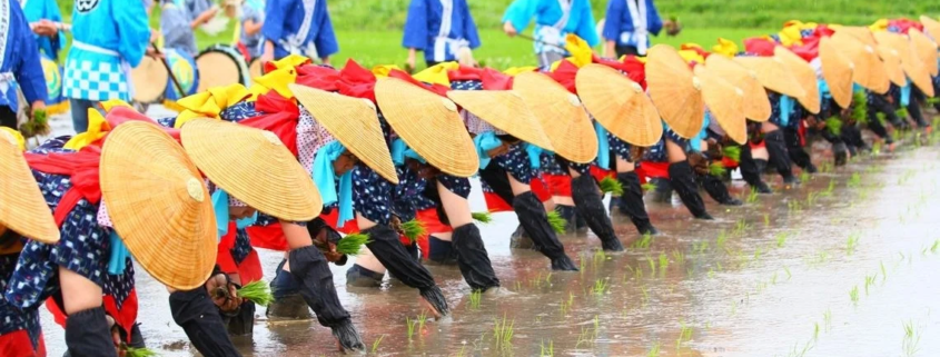 جشنواره‌های برنج